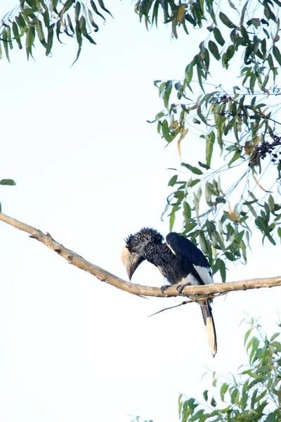 Svart & vit casqued hornbill-bigodi våtmarker - uganda, Afrika — Stockfoto