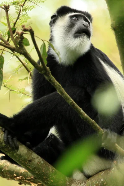白と黒のコロブス - bigodi 湿地 - ウガンダ、アフリカ — ストック写真