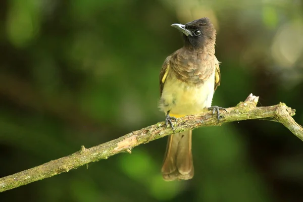 Κοινή bulbul - bigodi υγροτόπων - Ουγκάντα, Αφρική — Φωτογραφία Αρχείου