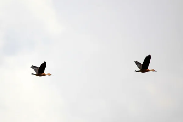 Aves - Lago Opeta - Uganda, África — Foto de Stock
