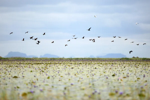 Kuş - göl opeta - uganda, Afrika — Stok fotoğraf
