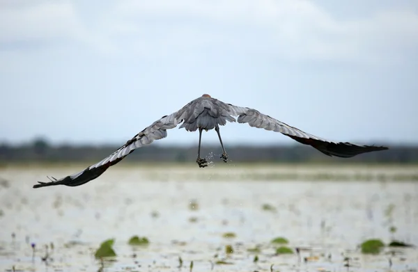 Goliath Heron - Lake Opeta - Uganda, Africa — Stock Photo, Image