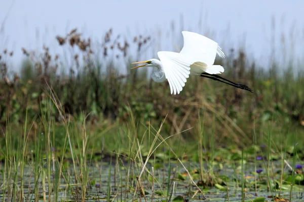 Volavka bílá - jezero opeta - uganda, Afrika — Stock fotografie