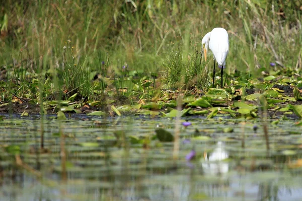 Czapla biała - jezioro opeta - uganda, Afryka — Zdjęcie stockowe