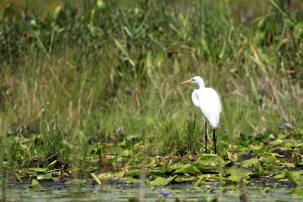 Great White Egret - Lago Opeta - Uganda, África — Fotografia de Stock