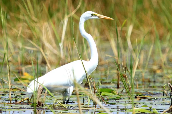 Gran garza blanca - Lago Opeta - Uganda, África — Foto de Stock