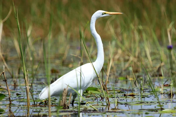 Gran garza blanca - Lago Opeta - Uganda, África — Foto de Stock