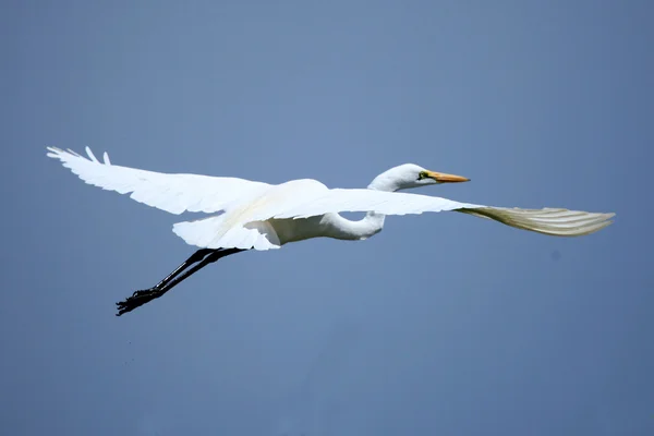 Grande aigrette blanche - Lac Opeta - Ouganda, Afrique — Photo