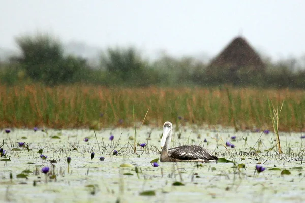 Büyük beyaz Pelikan - göl opeta - uganda, Afrika — Stok fotoğraf