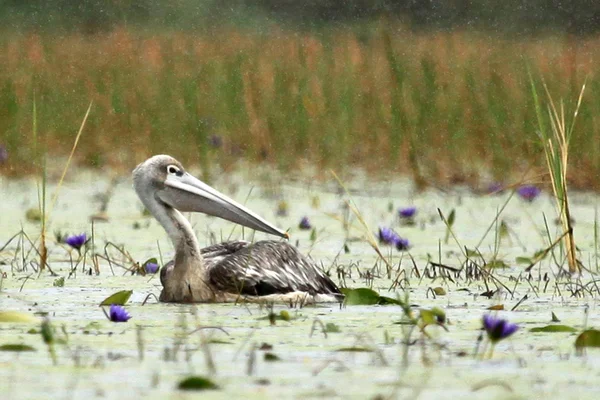 Pelikan różowy - jezioro opeta - uganda, Afryka — Zdjęcie stockowe