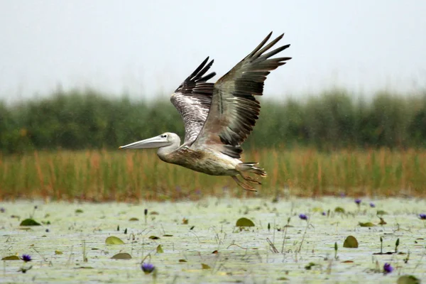 Roze pelikaan - lake opeta - Oeganda, Afrika — Stockfoto