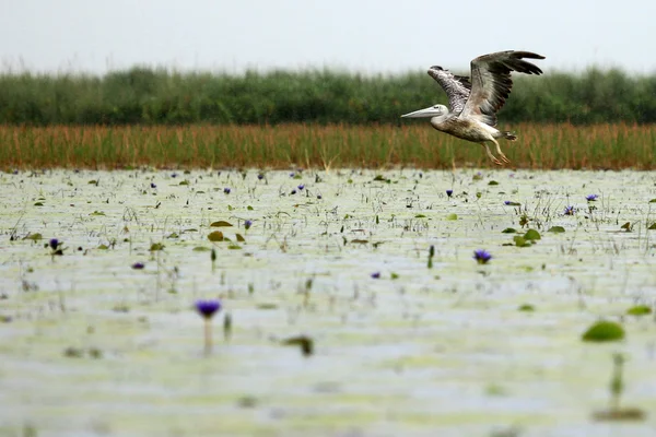 Pelikán bílý - jezero opeta - uganda, Afrika — Stock fotografie