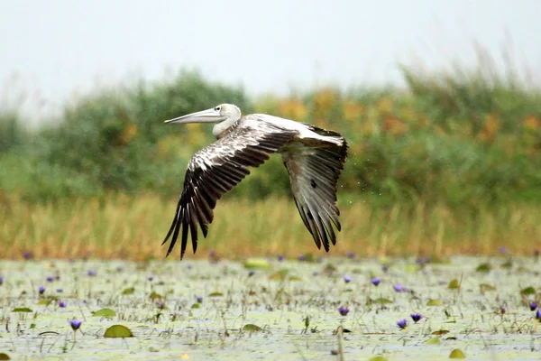 Großer weißer pelikan - opeta-see - uganda, afrika — Stockfoto