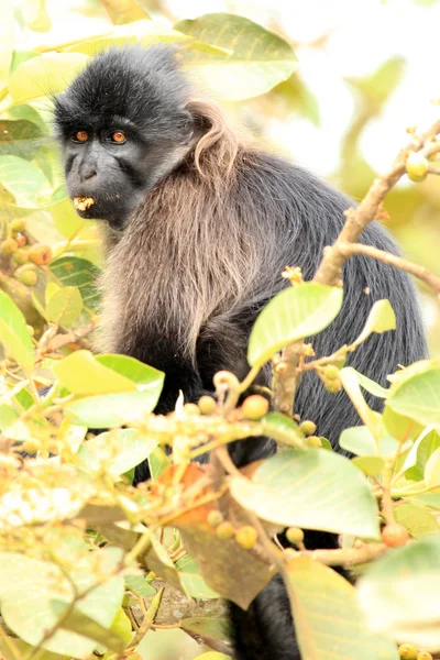 Šedá tvářemi mangabey - bigodi mokřady - uganda, Afrika — Stock fotografie