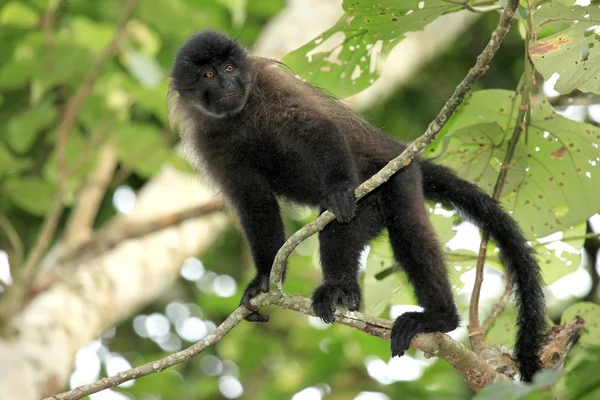 Szary policzki mangabey - bigodi bagna - uganda, Afryka — Zdjęcie stockowe