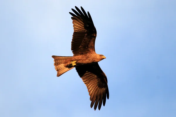 Kite-de-bico-amarelo - Uganda, África — Fotografia de Stock