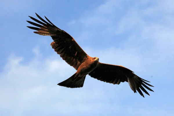 A Sárgacsőrű Kite - Uganda, Afrika — Stock Fotó