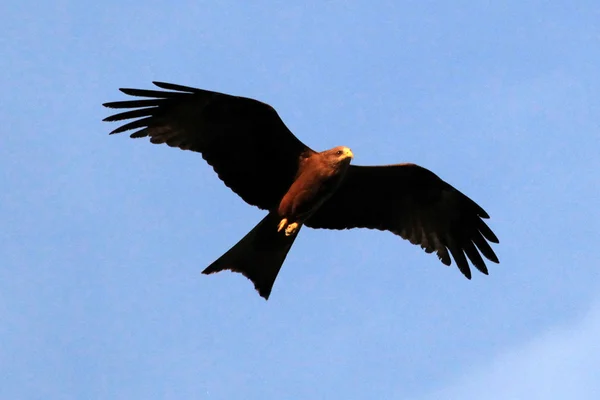 Kite-de-bico-amarelo - Uganda, África — Fotografia de Stock