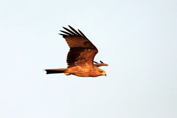 Kite-de-bico-amarelo - Uganda, África — Fotografia de Stock
