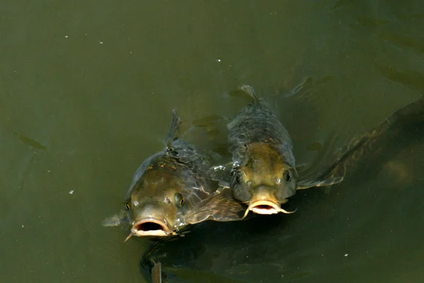 Carp Fish - Heian Temple, Kyoto, Japan — Stock Photo, Image