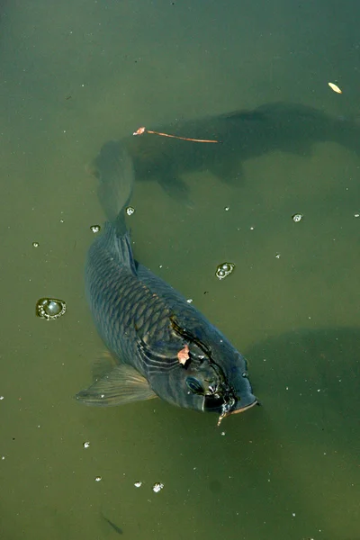 Ikan mas - Kuil Heian, Kyoto, Jepang — Stok Foto