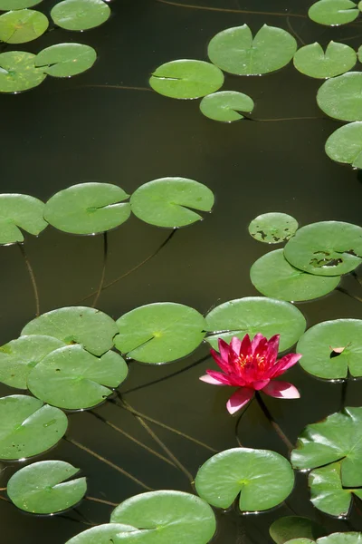 Tempio Heian, Kyoto, Giappone — Foto Stock