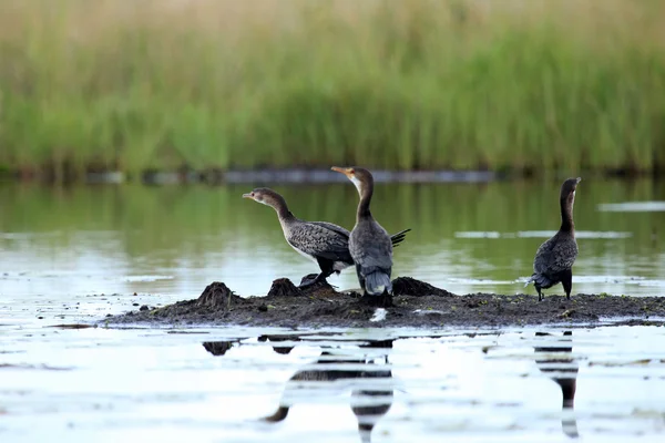 Cormorant - Lake Anapa - Уганда, Африка — стоковое фото