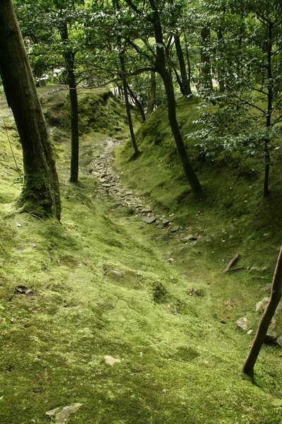 Forest - ginkakuji tempel, kyoto, japan — Stockfoto