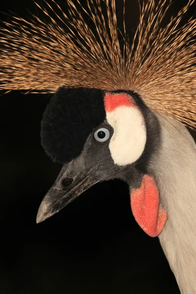 Crested Crane, Uganda — Stockfoto