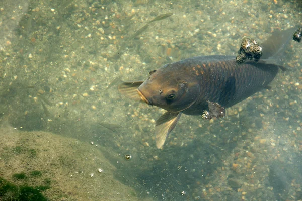 Ikan mas Kuil Toji, Kyoto, Jepang — Stok Foto