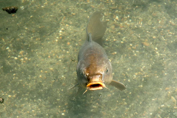 Carp Fish Tempio Toji, Kyoto, Giappone — Foto Stock