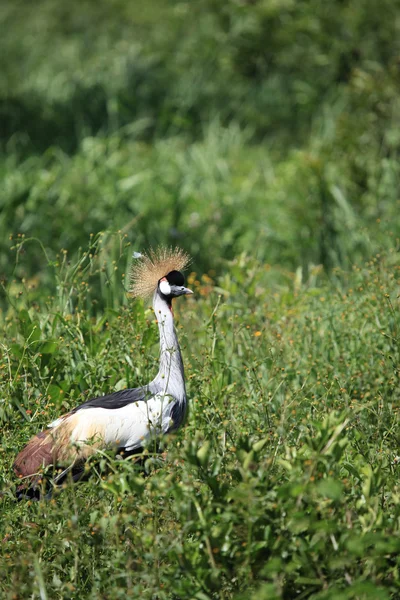 Crested Crane, Uganda — Stock Photo, Image