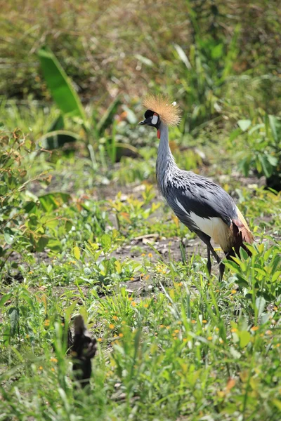 Crested Crane, Uganda — Stock Photo, Image