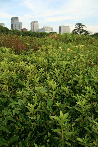 Keleti Palace Gardens, Tokyo, Japán — Stock Fotó