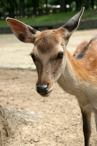 Jeleń, Japonia — Zdjęcie stockowe