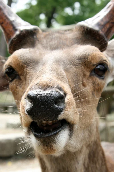 Deer, Japan — Stock Photo, Image