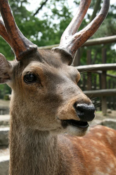 鹿、日本 — ストック写真