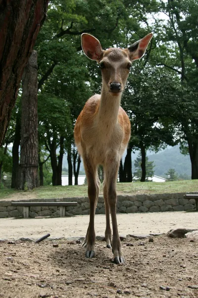 鹿、日本 — ストック写真