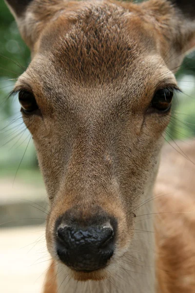 Deer, Japan — Stock Photo, Image