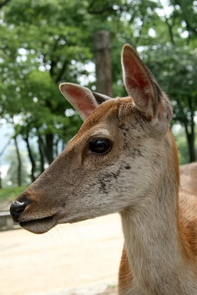 Jeleń, Japonia — Zdjęcie stockowe