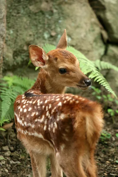 Bebek geyik, Japonya — Stok fotoğraf
