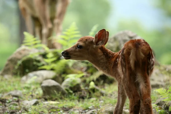 Veado bebê, Japão — Fotografia de Stock