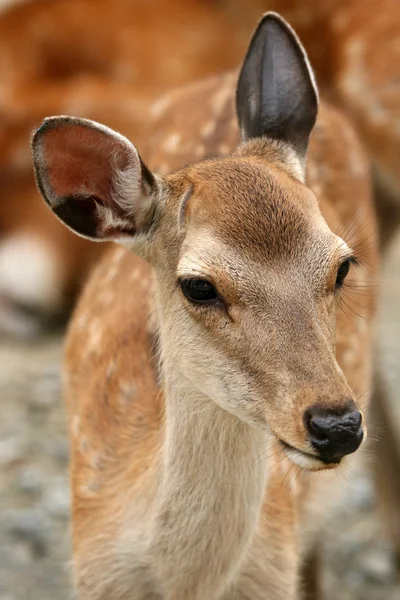 Jeleń, Japonia — Zdjęcie stockowe