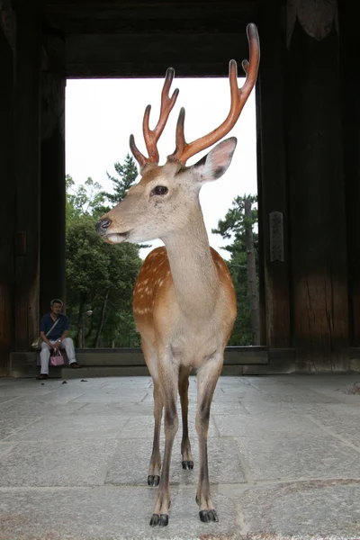 Cervo Tempio Antico di Todaiji, Nara, Giappone — Foto Stock