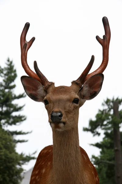 Stag Deer, Japan — Stock Photo, Image