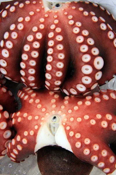 Rode octopus - tsukiji Vismarkt, tokyo, japan — Stockfoto