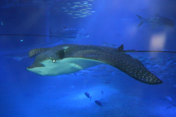Osaka Aquarium, Osaka, Japan — Stock Photo, Image