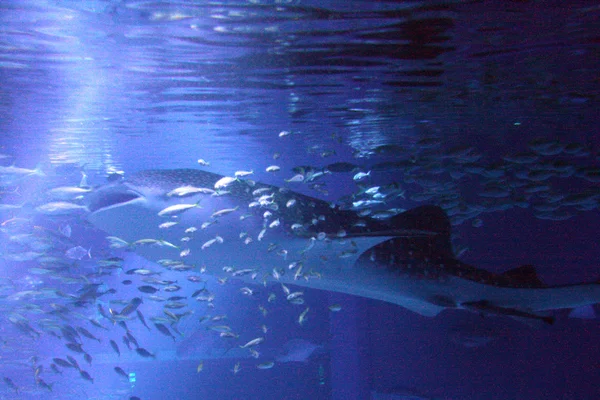 Osaka Aquarium, Osaka, Japan — Stockfoto