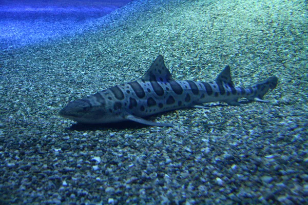 Osaka Aquarium, Osaka, Japan — Stock Photo, Image