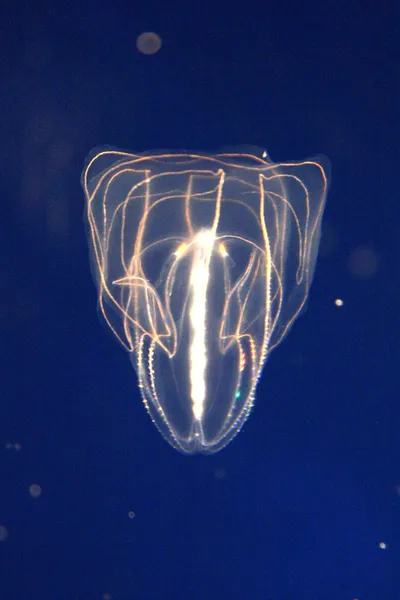 Acquario di Osaka, Osaka, Giappone — Foto Stock